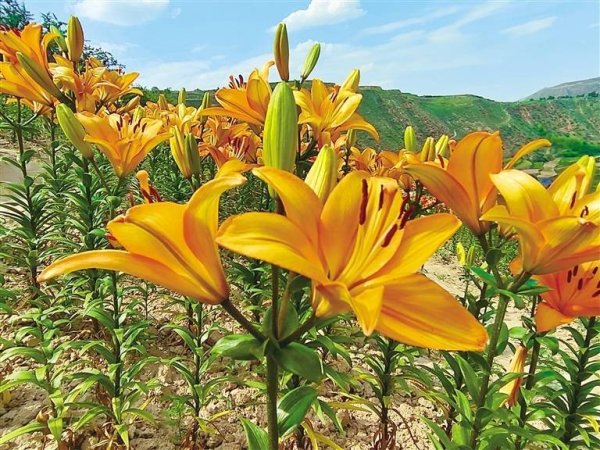 牛豆网 观赏百合次第开 农旅融合新样本 “胜日寻芳·花漾兰州”系列报道之七