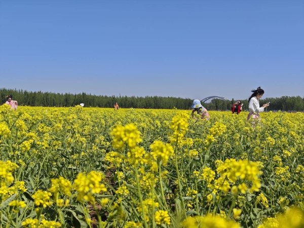股联社 河北丰南：荠菜花开引客来 农旅融合乡村添活力